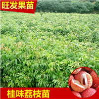 大量现货荔枝苗、低价销售荔枝苗、惠州果苗 
