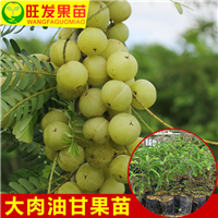 余甘果又名牛甘果（油甘果） 
