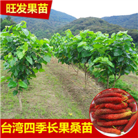 长果桑苗  长果桑苗批发 基地直销 
