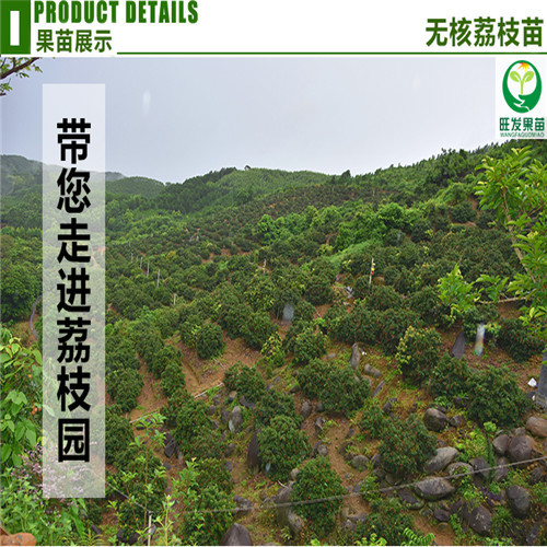 惠城区荔枝苗，惠州荔枝苗，惠州果苗场 