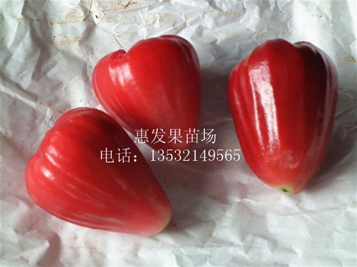 大叶红莲雾盆栽苗 