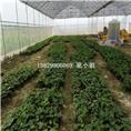 广西波姬红无花果苗价格 