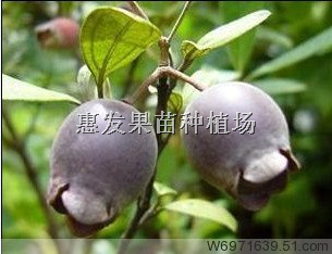 广东棯子苗批发/深圳棯子苗/惠州棯子苗 