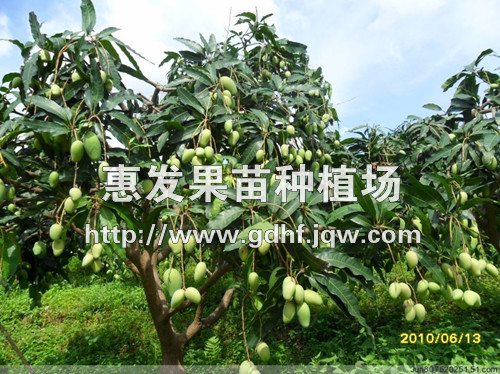 金穗芒果苗/云南金穗芒果苗/辽宁芒果苗 