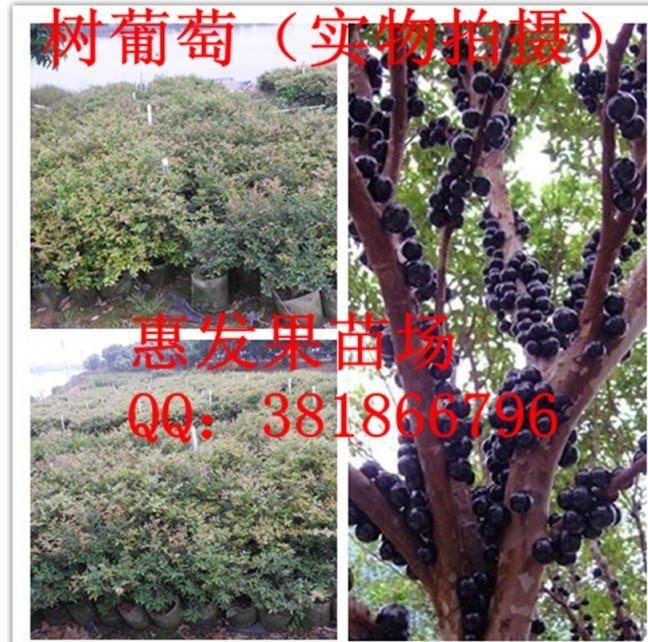 广东嘉宝果供应商/树葡萄种苗供应商/惠州嘉宝果 