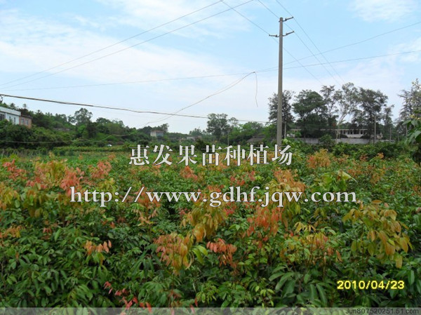荔枝苗基地/供应山东荔枝苗/荔枝苗供应商 