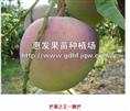 澳芒果/广东澳芒果/广东澳芒果价格 