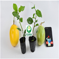 东莞香蜜木瓜百香果