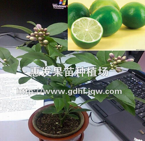 四季柠檬苗/批发四季柠檬苗/四季柠檬苗 