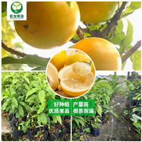 大果黄晶果苗