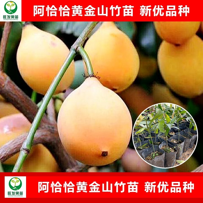 广西阿恰恰黄金山竹苗