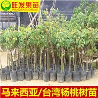 惠州杨桃苗产地，惠州杨桃苗，惠州果苗 