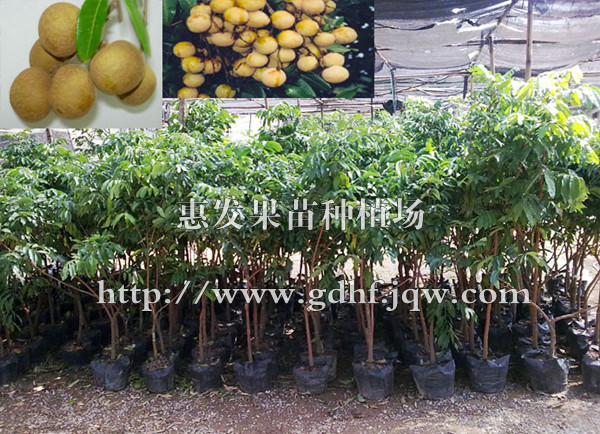 石硖龙眼苗/广东石硖龙眼苗/石硖龙眼苗供应商/广东石硖龙眼苗苗圃 