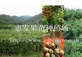 批发大乌圆龙眼苗/大乌圆龙眼苗 