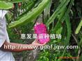 台湾红肉火龙果苗/辽宁台湾红肉火龙果苗 