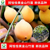 广西阿恰恰黄金山竹苗
