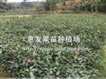 芒果苗苗圃/广东芒果苗价格/广西芒果苗 