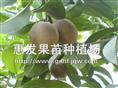 人心果苗/广东人心果苗/人心果苗供应商/批发人心果苗 