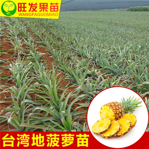惠州地菠萝苗批发基地，惠州地菠萝苗价格 