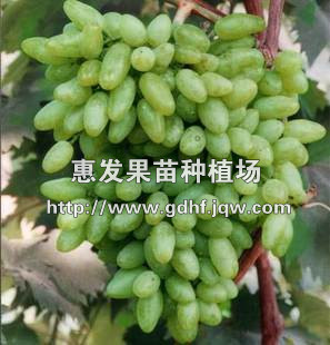 青提葡萄苗/四川青提葡萄苗/青提葡萄苗 