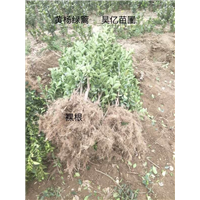 河南大叶黄杨绿篱 