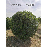 河南大叶黄杨球 