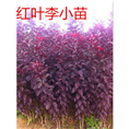 河南大叶黄杨基地 