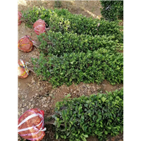 大叶黄杨高杆球