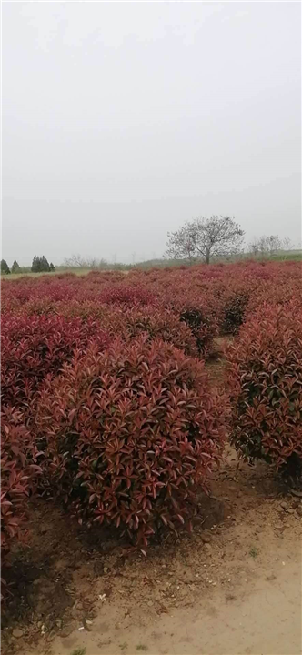 红叶石楠球 