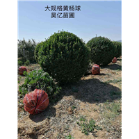 河南大叶黄杨球 