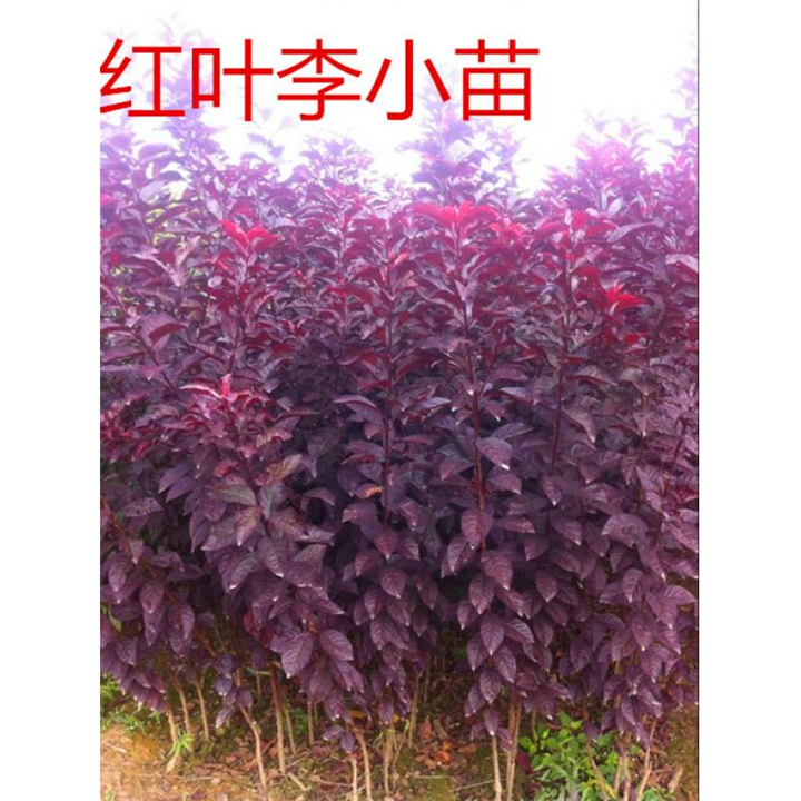 河南大叶黄杨基地 