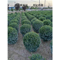 河南大叶黄杨球 