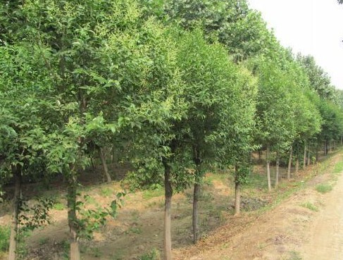 河南大叶黄杨球，洛阳大叶黄杨球基地 