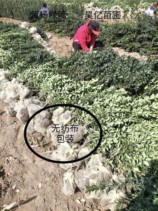 无纺布包装--大叶黄杨 