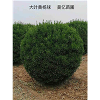 河南大叶黄杨球&