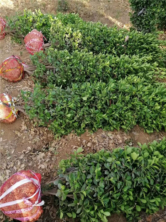 大叶黄杨高杆球