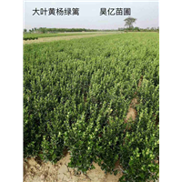 河南大叶黄杨篱笆 
