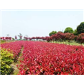 红叶石楠球 
