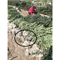 无纺布包装--大叶黄杨 