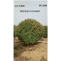 红叶石楠球