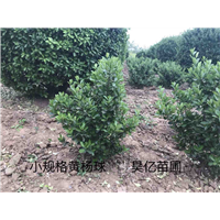 河南大叶黄杨球&