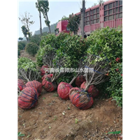 红叶石楠球