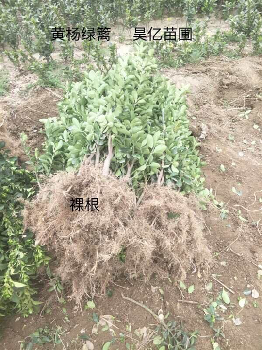 河南大叶黄杨绿篱&洛阳大叶黄杨篱笆