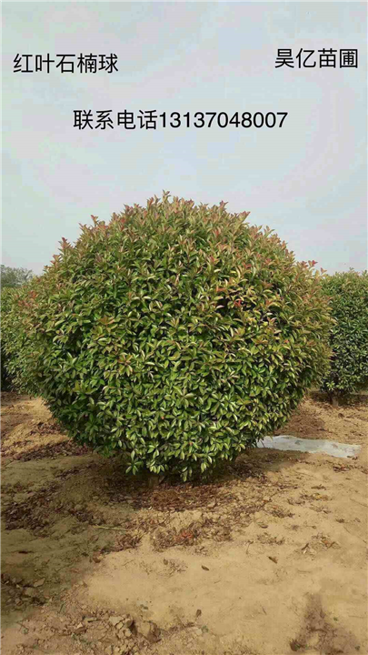 红叶石楠球