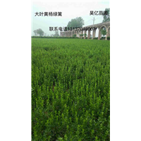 河南大叶黄杨绿篱 