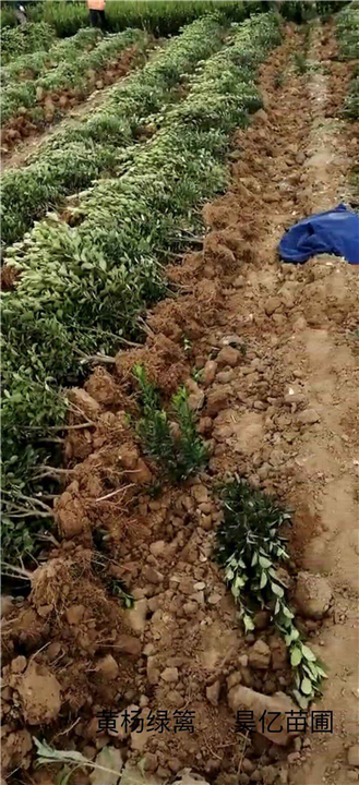 河南大叶黄杨价格 