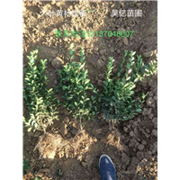 河南大叶黄杨绿篱 