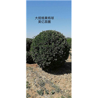 河南大叶黄杨球&