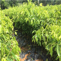 广东沉香苗批发，广东沉香苗，批发沉香苗