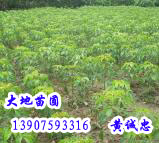 重阳苗——海南重阳苗